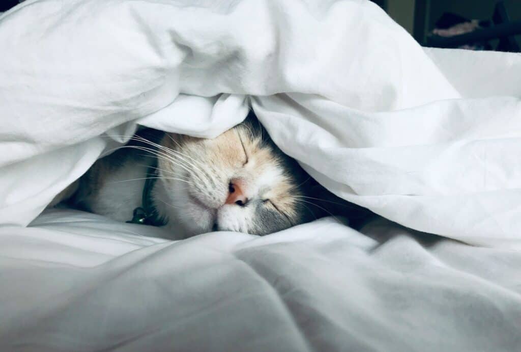 Power Nap