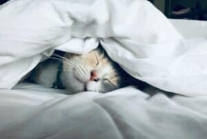 Power Nap